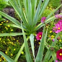 Furcraea bedinghausii
